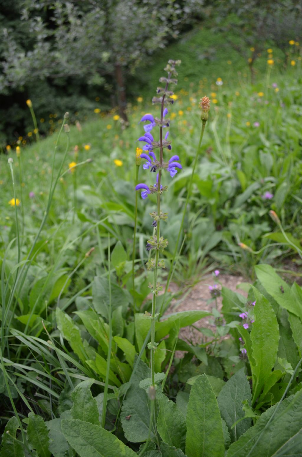 Salvia pratensis
